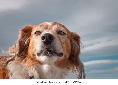 Head And Shoulders Portrait Of Wind Blown Red Haired Collie Dog Against A Stormy Sky 