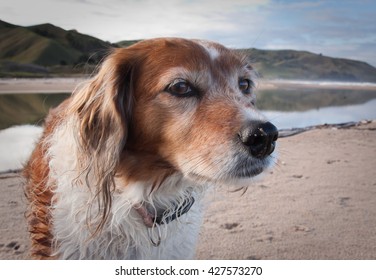 Head And Shoulders Portrait Of Wind Blown Red Haired Collie Dog Against A Stormy Sky 