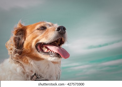 Head And Shoulders Portrait Of Wind Blown Red Haired Collie Dog Against A Stormy Sky 