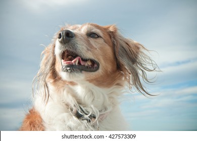 Head And Shoulders Portrait Of Wind Blown Red Haired Collie Dog Against A Stormy Sky 