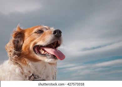 Head And Shoulders Portrait Of Wind Blown Red Haired Collie Dog Against A Stormy Sky 