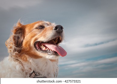 Head And Shoulders Portrait Of Wind Blown Red Haired Collie Dog Against A Stormy Sky 