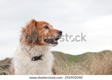 head and shoulders of red haired collie type dog with green pastoral farming hillside in background against a blank sky,East Coast, New Zealand 