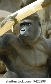 Head and shoulders of a silverback gorilla.