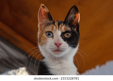 Head and shoulders of a tortoiseshell kitten who has different-coloured eyes, a condition known as heterochromia. - Shutterstock ID 2315228781