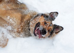 Head And Shoulders Of The Young Nice Red Dog Who Is Joyfully Rolling In Fresh Pure Soft Snow. The Open Mouth Smiles.