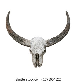 Head Skull Wild Water Buffalo Bubalus Stock Photo 386417776 | Shutterstock