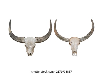 Head Skull Buffalo Carabao Isolated On Stock Photo 2171938837 