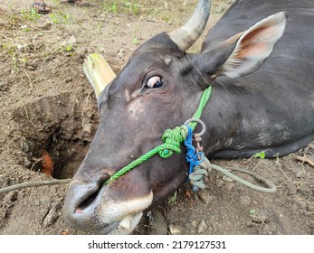 Head Of A Slaughtered Cow. A Cow Heads Cut Off After Eid Al-Adha. 