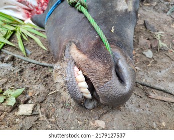 Head Of A Slaughtered Cow. A Cow Heads Cut Off After Eid Al-Adha. 