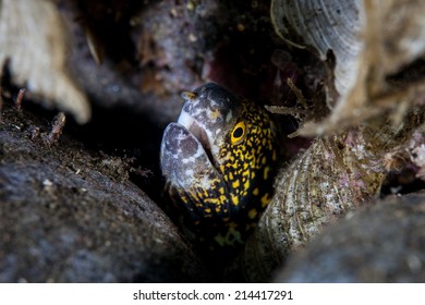 The head of a Snowflake moray eel pokes out of a dark hole in a coral reef in the tropical western Pacific. This beautiful species is widespread throughout the Indo-Pacific region.