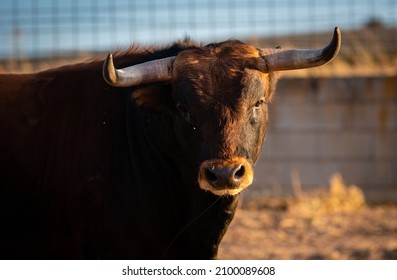 Head of a Spanish brave bull