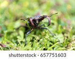 Head of stagbeetle in the grass,selective focus 