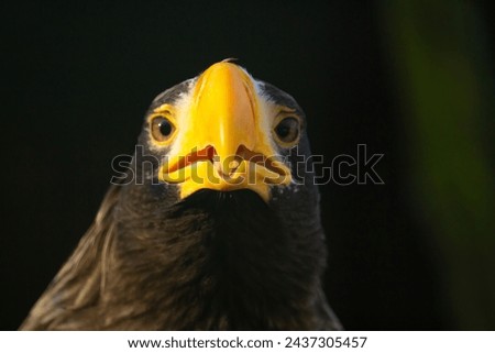 Head of steller's sea eagle with opened beak on dark background.