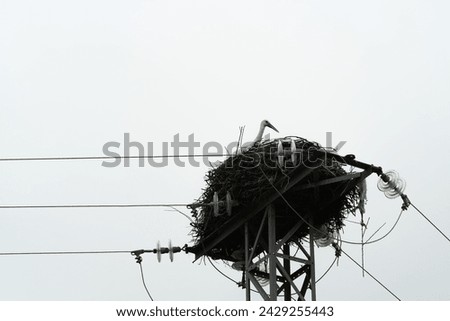 the head of a stork in its nest on an electricity tower in the middle of the field