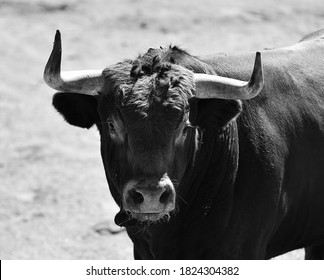 A head of strong bull with big horns