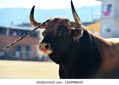 Head Of Strong Bull On Spain