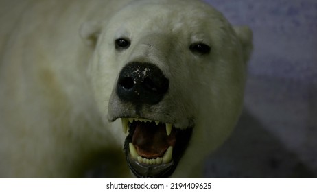 Head Of A Stuffed Dead Polar Bear In Museum - Close-up Shot