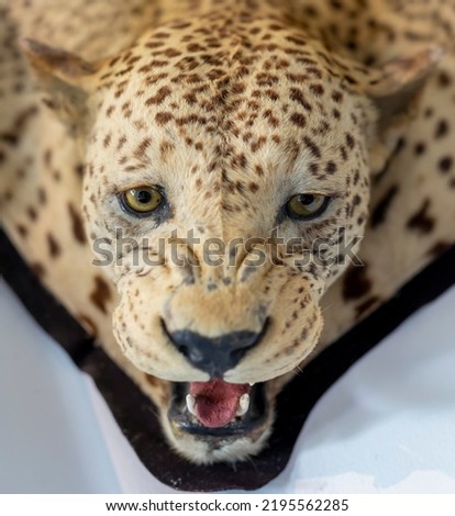 Head of stuffed leopard on floor