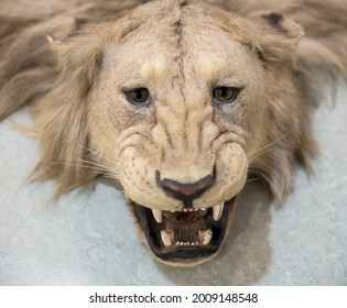 Head Of Stuffed Mane Lion On Floor