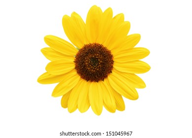 Head of sunflower isolated on white