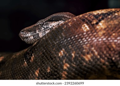 Premium Photo  Closeup of a black and white boa constrictor