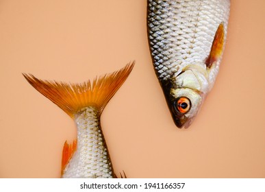 The Head And Tail Of River Roach Fish On Orange Background. Concept Of Kitchen, Food Preparation, Shop Windows, Market. Fishing Concept.