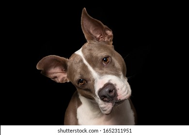 head tilt by dog in shelter. pitbull waiting for a forever home