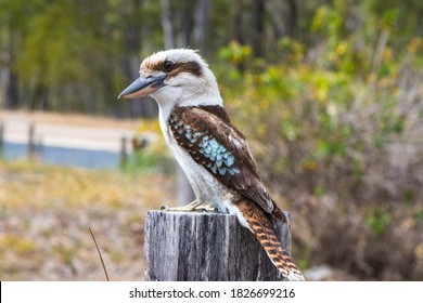 Head Tilt From The Kookaburra