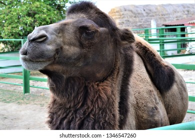 The head and torso of the two-humped camel are close. - Shutterstock ID 1346547260