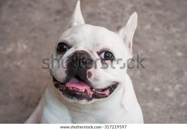 ugly french bulldog