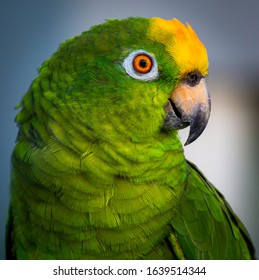 Head And Upper Body Shot Of A Yellow-crowned Amazon Parrot