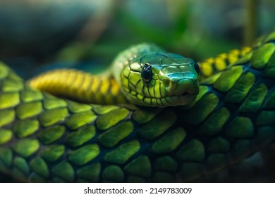 Head Of A Venomous Green Snake With Beautiful Eyes Close Up With Background Blur