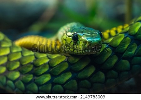 Head of a venomous green snake with beautiful eyes close up with background blur