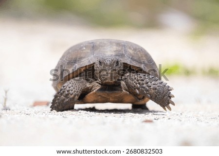 Head view of gopher tortise