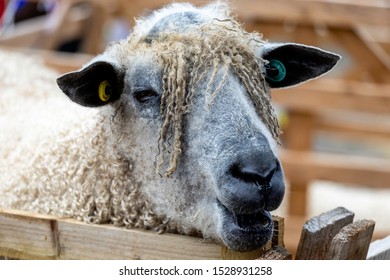 Head Of A Wensleydale Sheep.