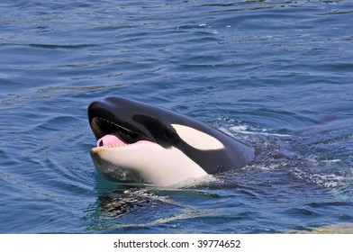 Head Of Whale Killer (Orcinus Orca) In Blue Water