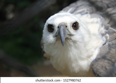 Head Of White Bellied Sea Eagle