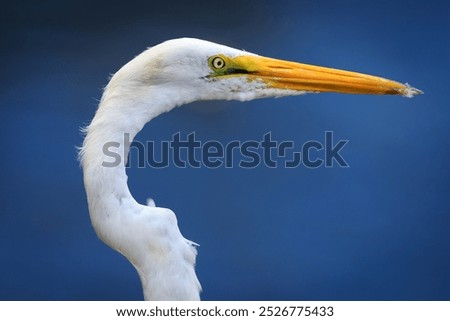 Similar – Image, Stock Photo bird Bird Zoo Ocean White