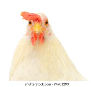 Head Of A White Hen Isolated On White.