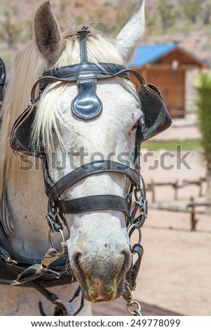 Similar – Image, Stock Photo Horse racing with carriage in the fog on the beach