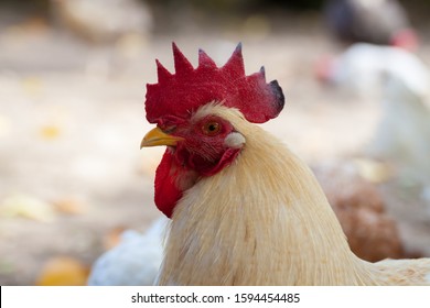 The Head Of A White Roster In A Farm