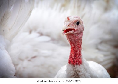 Head Of White Turkey