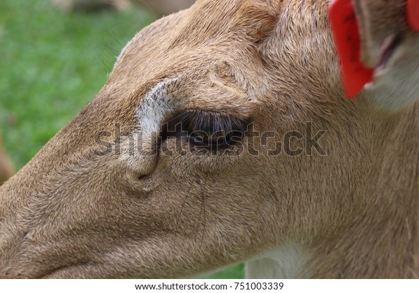 whitetail deer fur