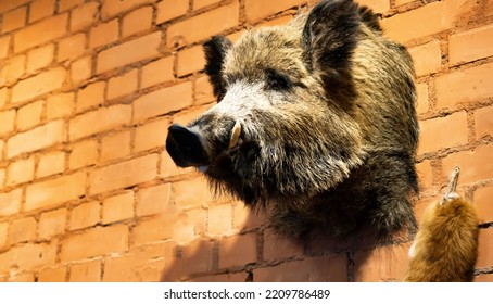 The Head Of A Wild Boar With Fangs Hangs On A Brick Wall. Hunting Trophies, Stuffed Animal. Copy Space For Text, Aggression