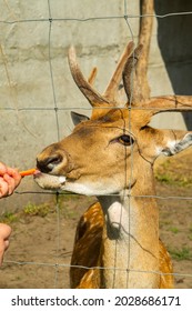 Head Of Wild Red Deer Close Up In The Zoo