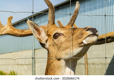 Head Of Wild Red Deer Close Up In The Zoo