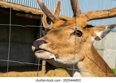 Head Of Wild Red Deer Close Up In The Zoo