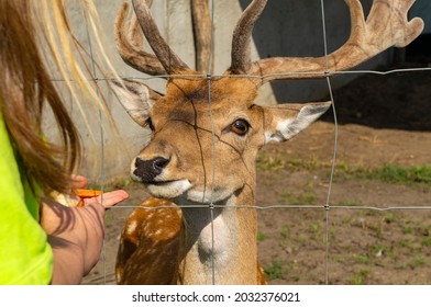 Head Of Wild Red Deer Close Up In The Zoo