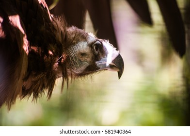 head and wing of griffon vulture